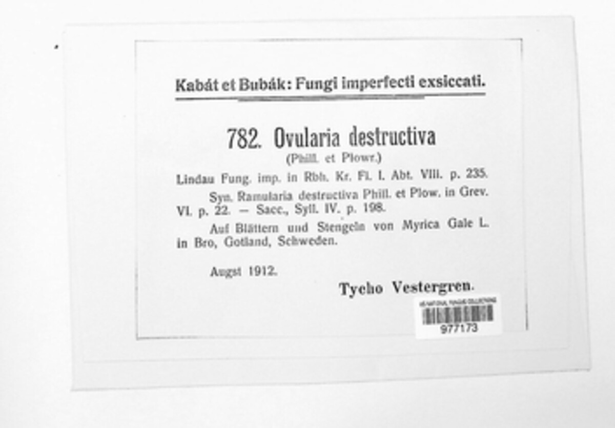 Ramularia rufibasis image